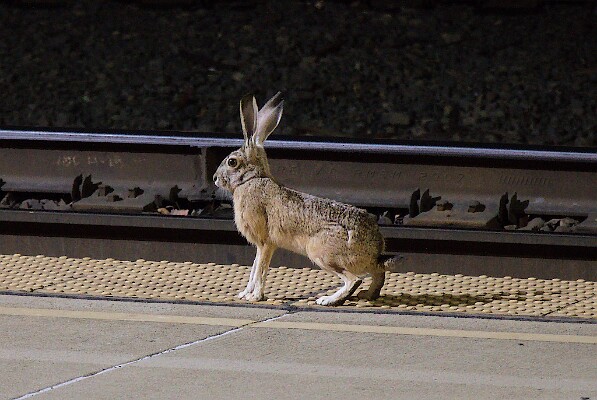 Hey, that's not a train! - A Jackrabbit &lpar;Lepus californicus&rpar;